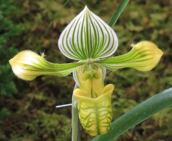 Orchid Show - Paphiopedilum venustum var. album
